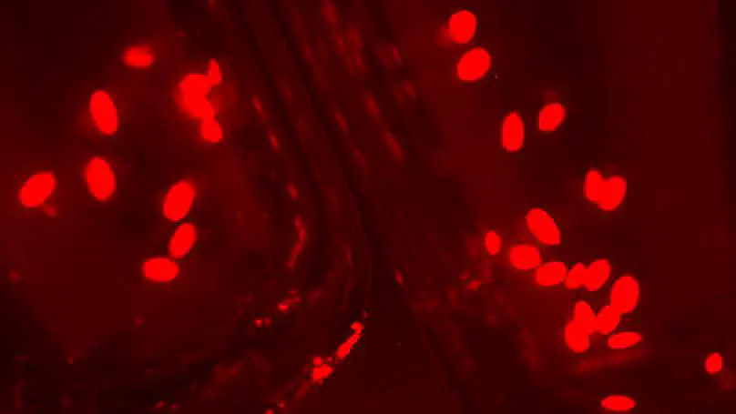 Andrew joins the lab in Potsdam for a practical course on CRISPR/Cas9-mediated plant genome engineering